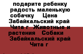 подарите ребенку радость маленькую собачку  › Цена ­ 1 - Забайкальский край, Чита г. Животные и растения » Собаки   . Забайкальский край,Чита г.